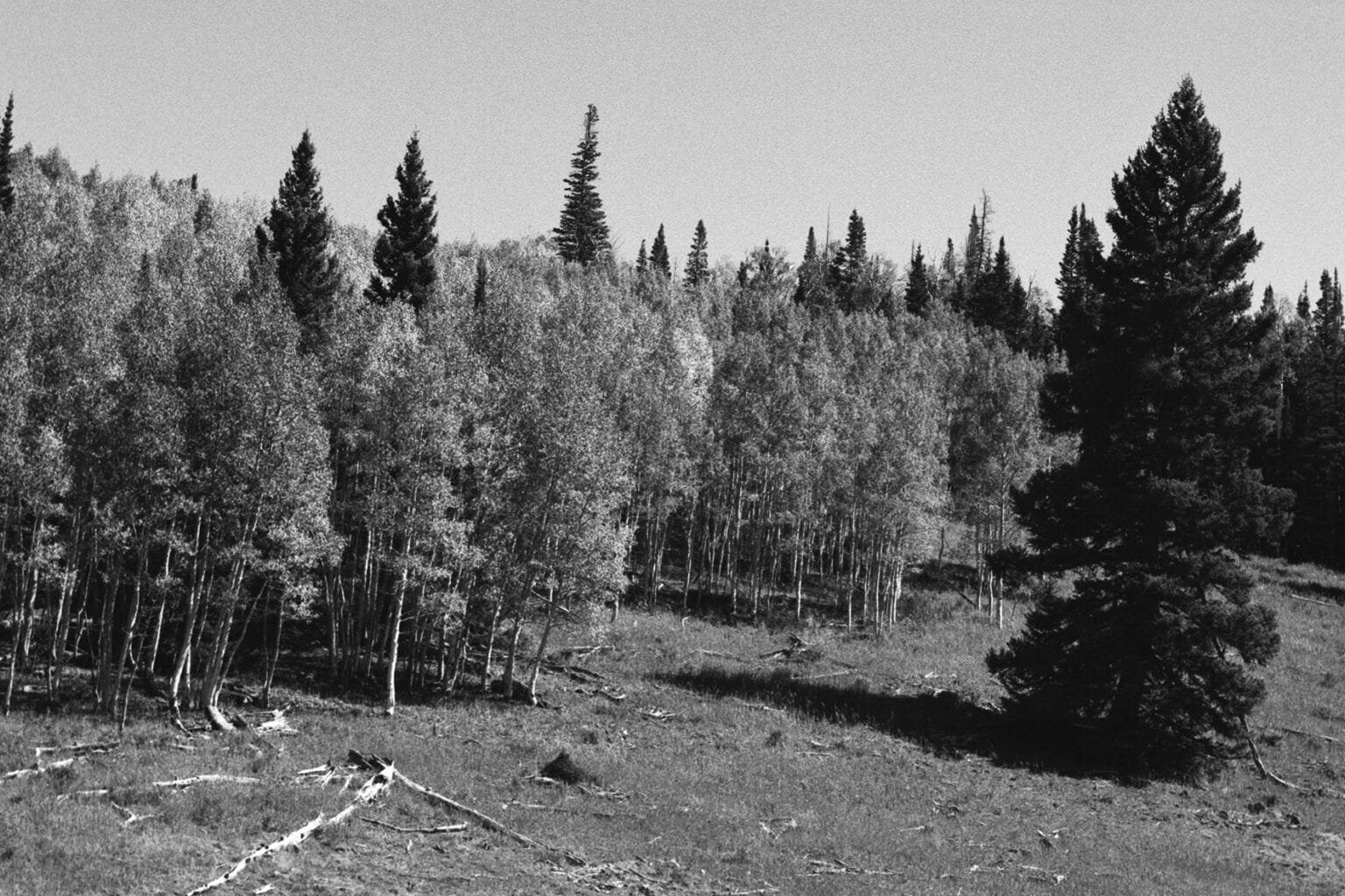 a large tree in a forest