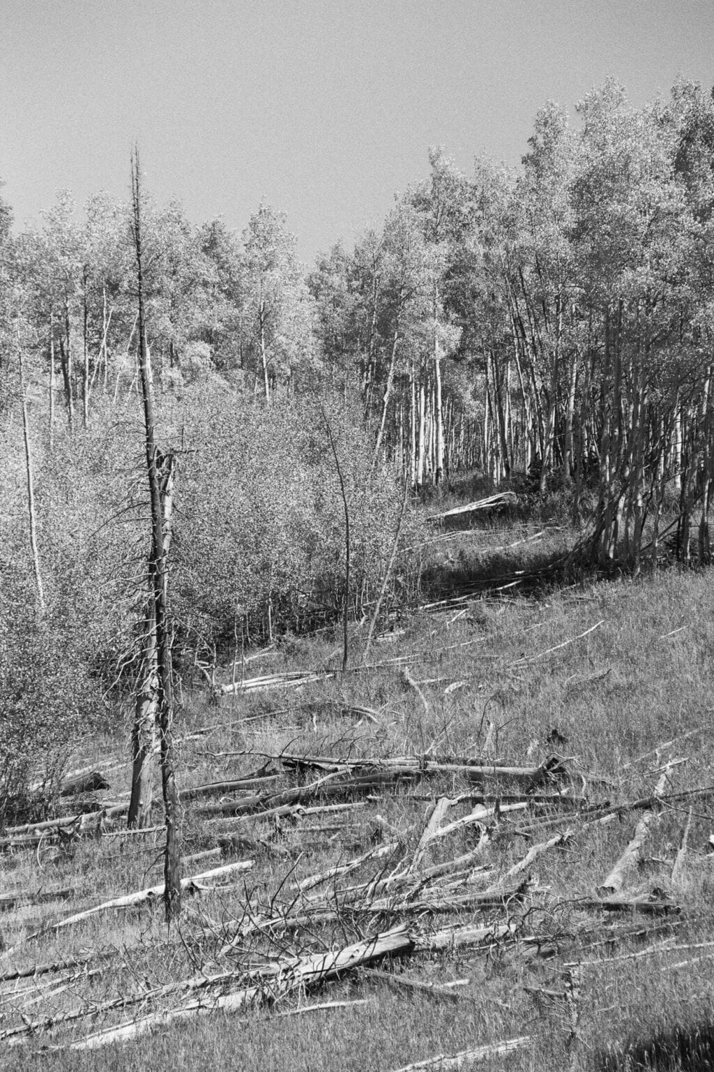a vintage photo of a dry grass field