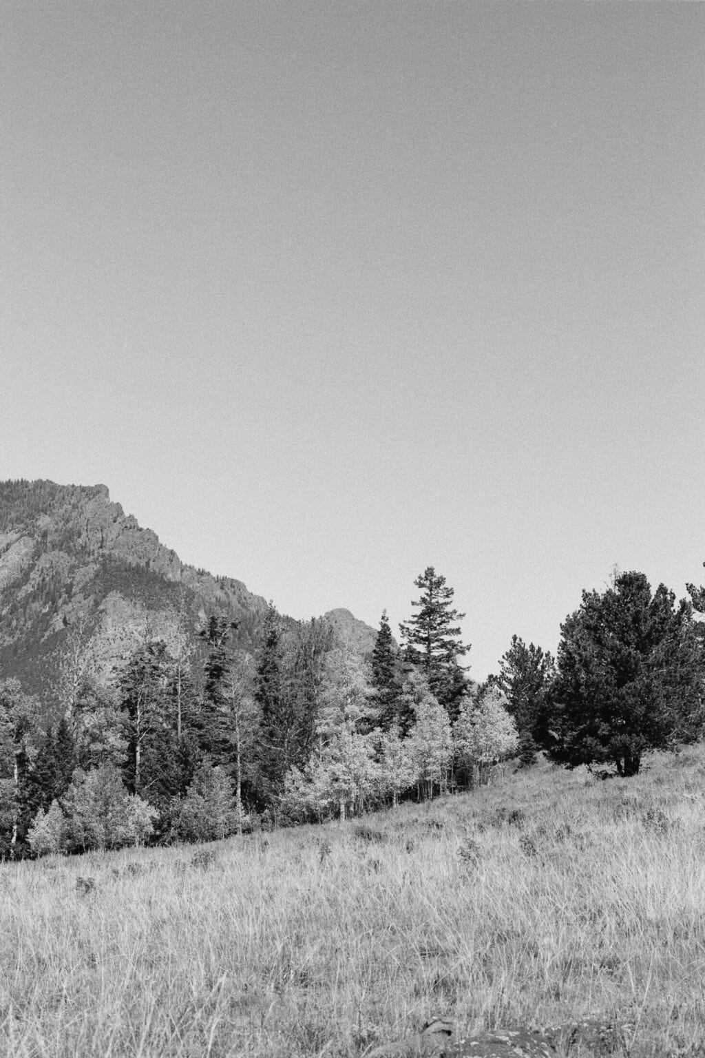 a close up of a dry grass field