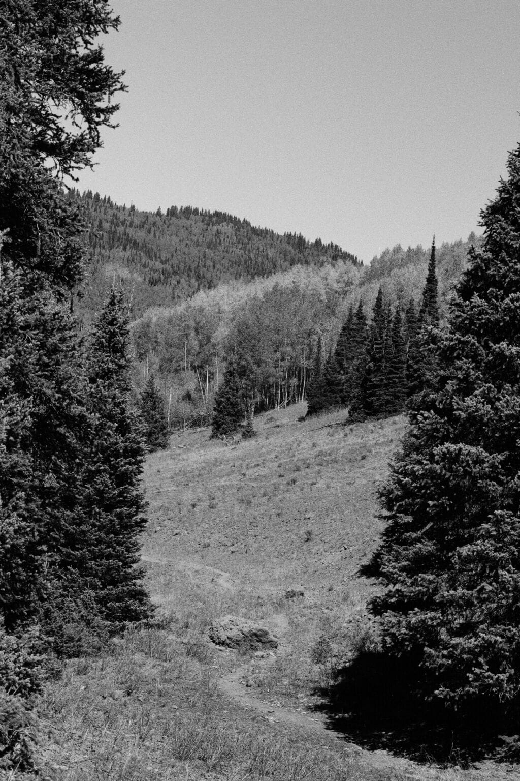 a close up of a hillside next to a tree