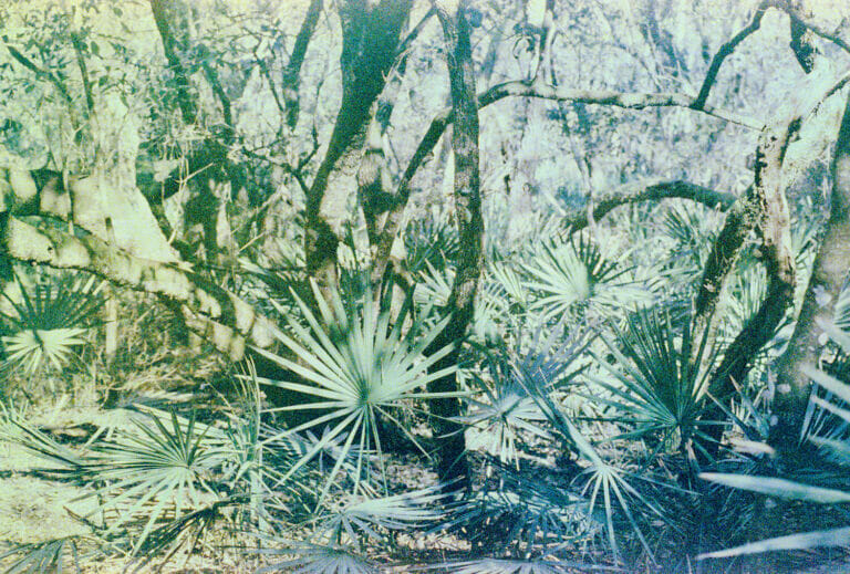 Fern::Farn (Wakulla Springs, FL) (2018)