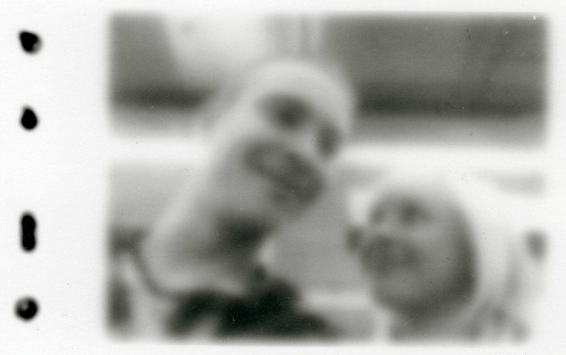 Contactprints (2013)