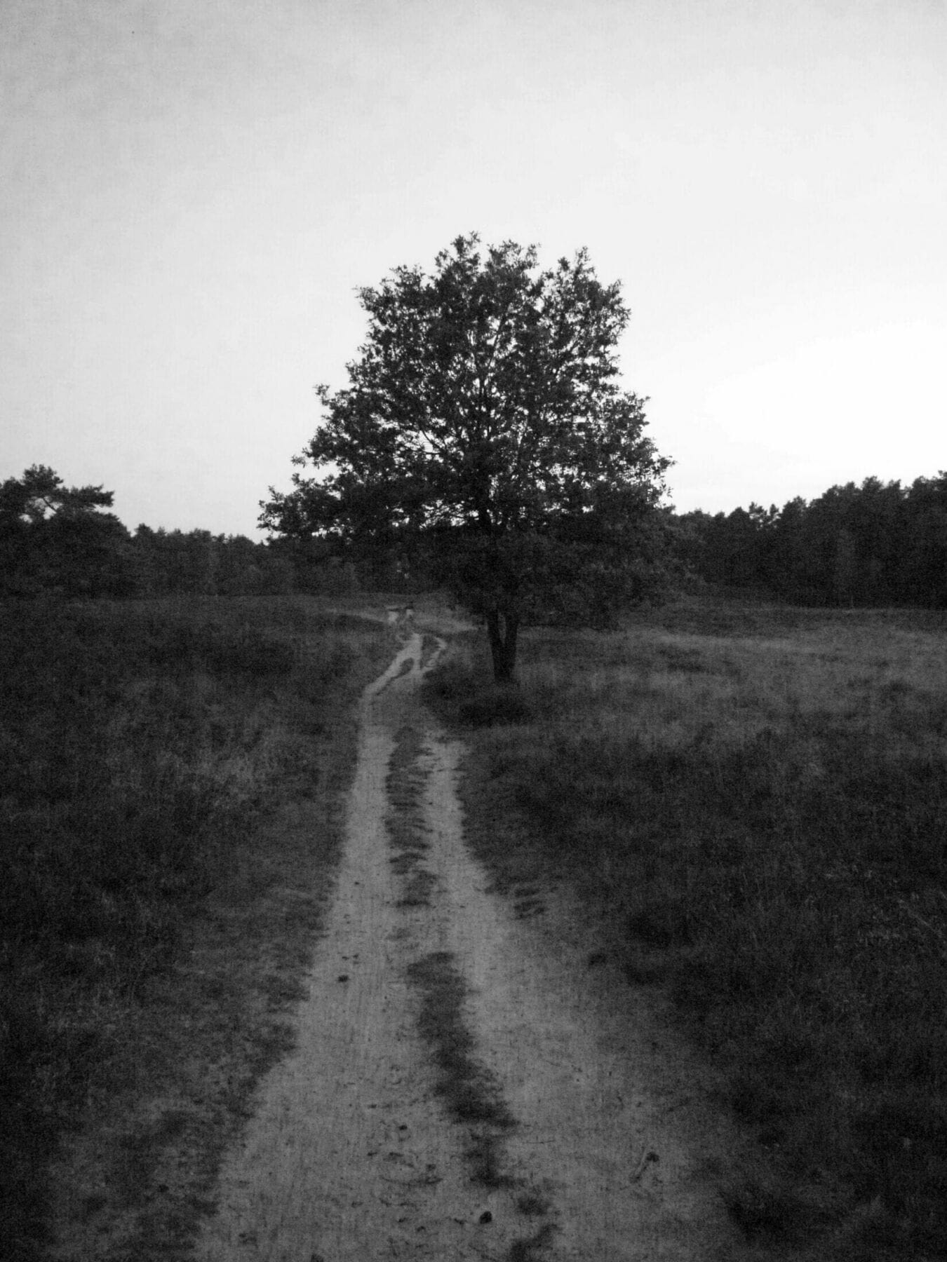 Grain – High ISO Noise (2014)
