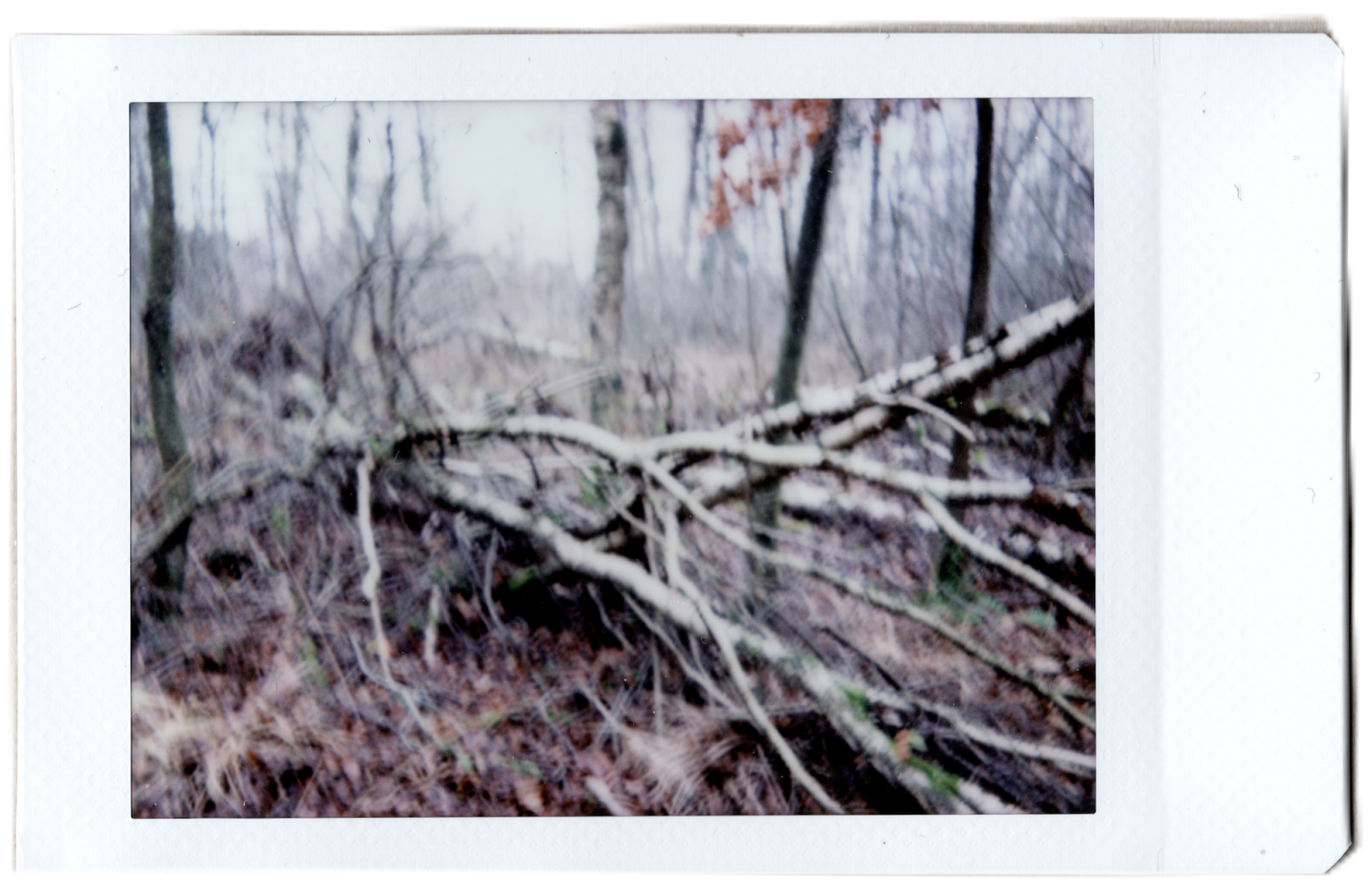 Instant Trees (2020)