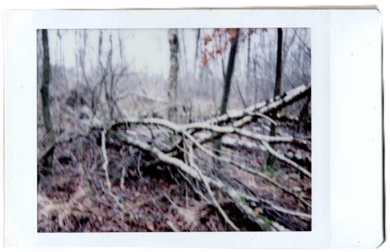 Instant Trees (2020)