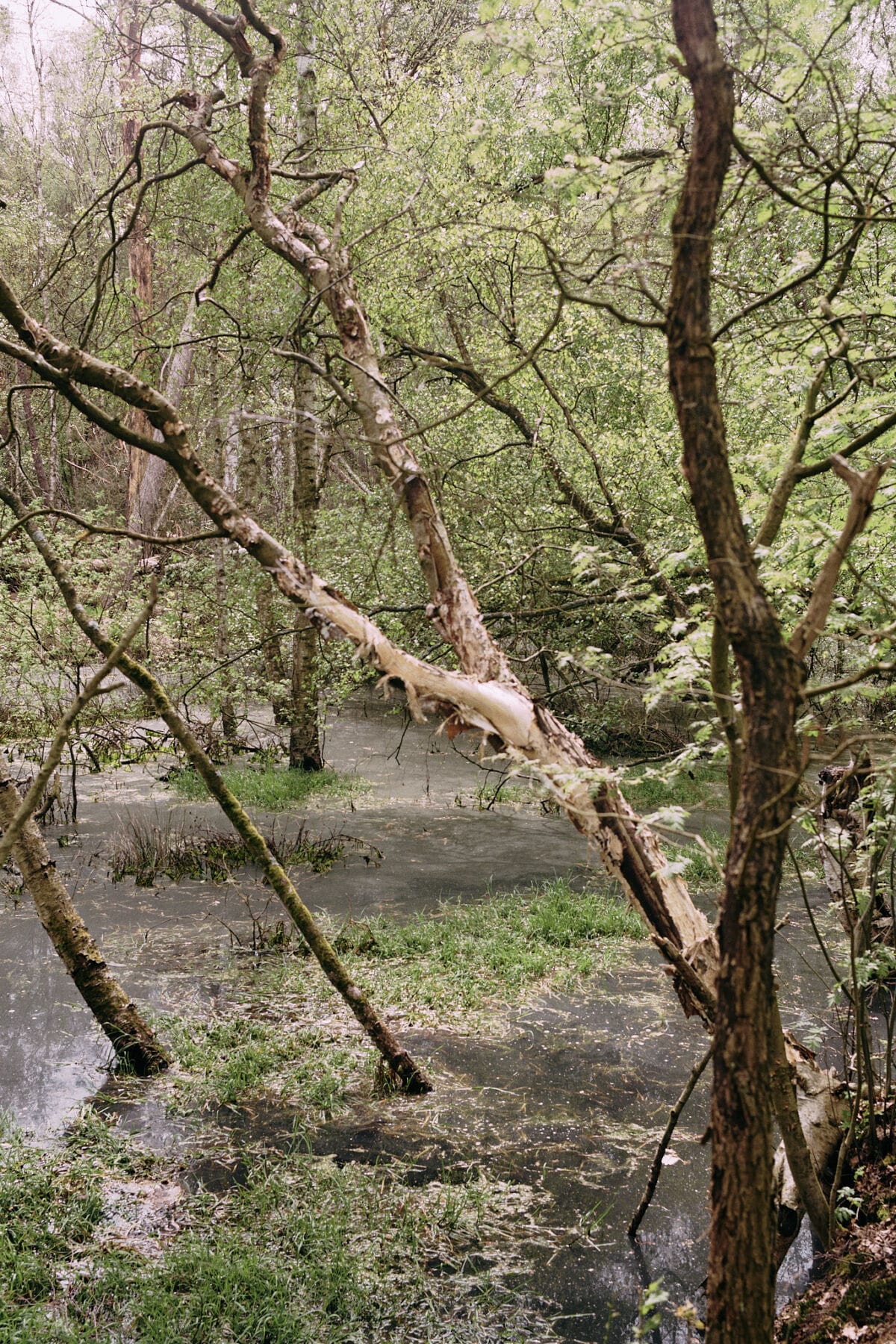 Walk1 (2024)